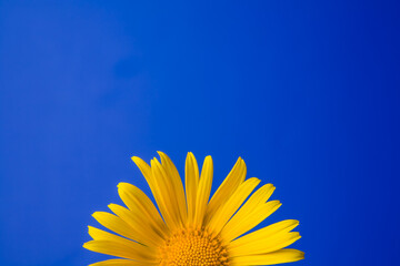 Single yellow flower isolated on a blue background