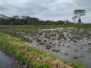 rice field