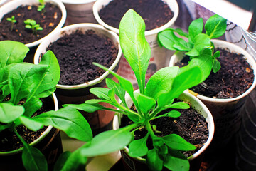 Growing seedlings of petunia under UV lamp. Plant sprouts in peat pots on the window.