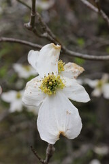 Dogwood flower full bloom