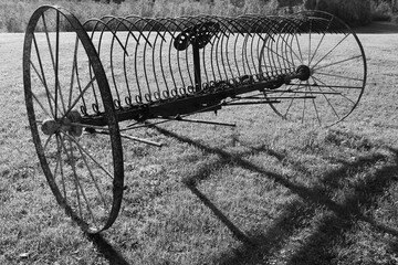 Old Buckrake in the meadow black and white