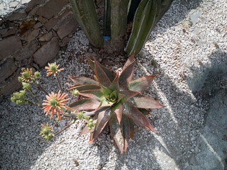 Plant in desert area within the city