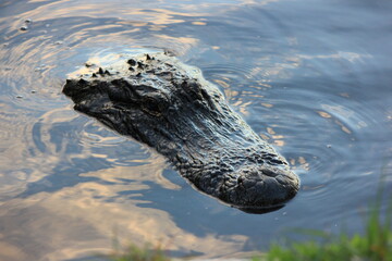 Naklejka premium Large alligator looking up from the lake