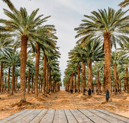 Obraz premium Plantation of date palms intended for healthy food production. Dates production is a rapidly developing agriculture industry in desert areas of the Middle East, wooden floor as copy space
