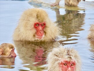 snow monkey bathing