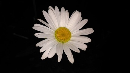 Photo of a daisy flower in the dark at night. Daisy flower or bellis perennis is a common European species of daisy, of the family Asteraceae, often considered the archetypal species of that name.