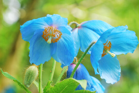Beautiful Himalayan Blue Poppy Flower, Meconopsis Poppy close up.