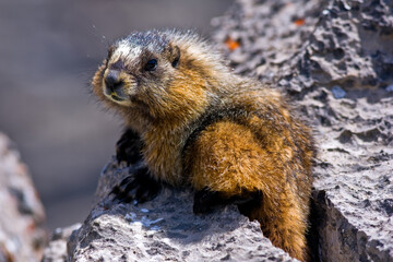 Closeup of a Hoary Marmot, in the alpine