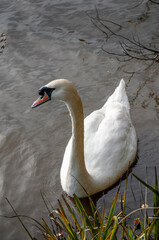 swan on the lake © Ron