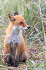 A fox in the wild. Russia, Shikotan island.