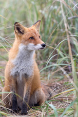 A fox in the wild. Russia, Shikotan island.