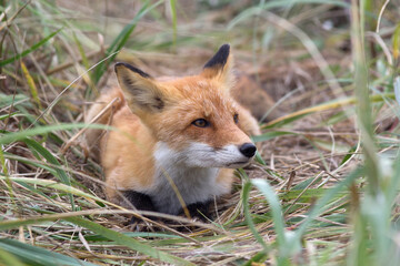 Fototapeta premium A fox in the wild. Russia, Shikotan island.