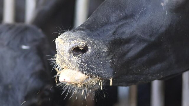 A close-up on the mouth of a black cow, chewing and eating barley and straw