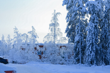 Russia,Republic Of Karelia,Kostomuksha. White birch trees stand in a row. February, 10. 2021.