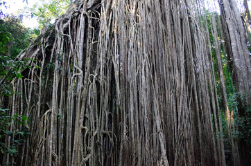 Curtain fig tree in Atherton Tableland