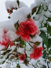 roses cowered with snow 