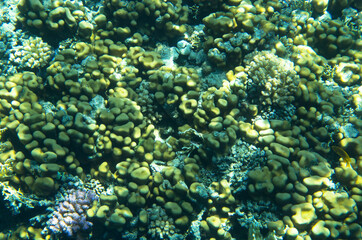 Fototapeta na wymiar Corals on the bottom of the red sea under water, background