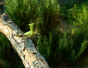 Praying Mantis on a branch log
