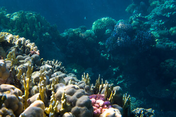 Underwater landscape of coral reef in the sea