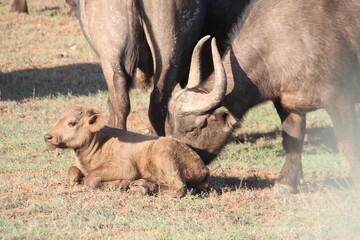 Cape (African) Buffalo, Addo Elephant NP, South Africa. © SJM 51