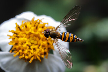 Macro of Insect (Syrphidae) feeding on a flower in the garden