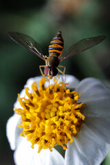 Macro of Insect (Syrphidae) feeding on a flower in the garden