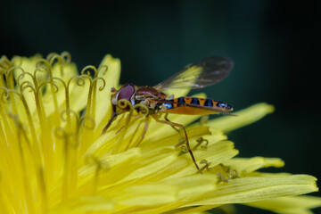 Insect (Syrphidae) on Dandelion (Taraxacum officinale) in the garden