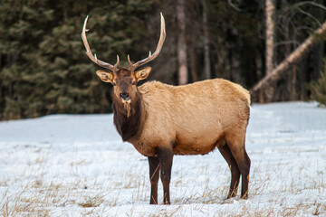 Naklejka na ściany i meble Bull elk in Banff National Park, Alberta, Canada in winter