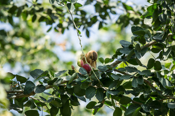 Obraz premium Bird and Manila tamarind fruit on tree