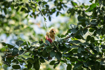 Bird and Manila tamarind fruit on tree