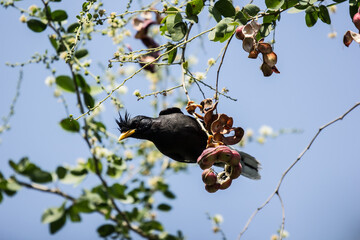 Bird and Manila tamarind fruit on tree