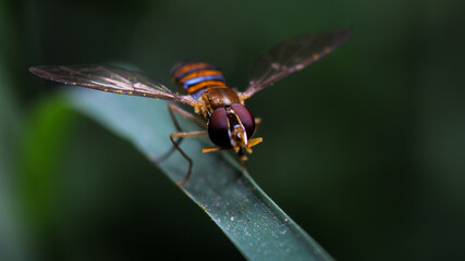 Macro of insect (Syrphidae) on a plant in the garden