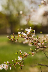 tree blossom