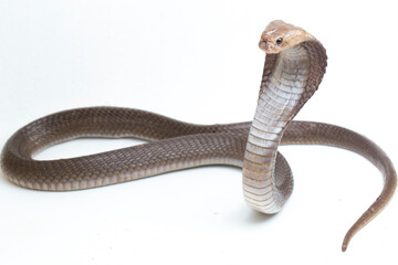 The Javan spitting cobra (Naja sputatrix) also called the southern Indonesian cobra, or Indonesian cobra. isolated on white background
