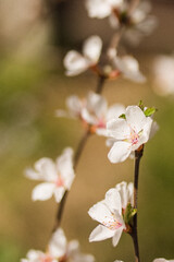 Fototapeta premium cherry blossom in spring