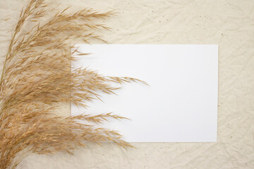 Blank white paper and dry reeds on a beige canvas. Top view.