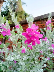 Pink Flowers