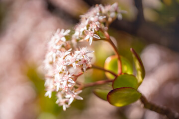 Branch of Jade plant with beautiful star-shaped white-pink flowers close up