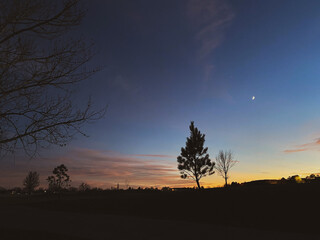 sunset in the forest