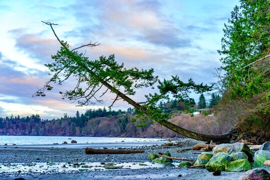 Strange leaning tree at the ocean 
