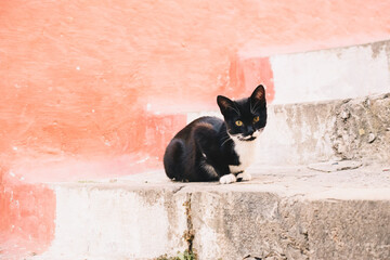 cat in alley