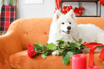 Cute Samoyed dog with flowers on sofa at home. Valentine's Day celebration