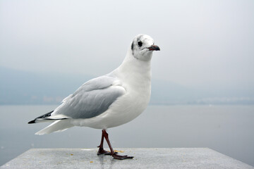 One white larus ridibundus with grey wings standing on the platform in cloudy day