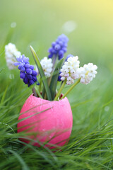 Easter egg and flowers. Purple and white muscari flowers in pink decorative easter egg in green spring grass.Easter festive spring beautiful background.