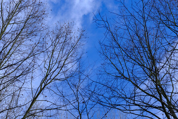 Leafless bare tree tops on a blue sky landscape on a winter scene