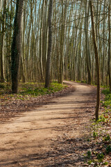 Gravel path in the woods in an empty winter landscape