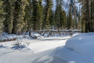 Fototapeta na wymiar Winter forest landscape at sunny day. Multa lakes, Altai Republic, Russia.