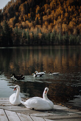 swans on the lake