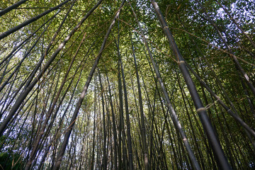 京都　冬の竹林　イメージ