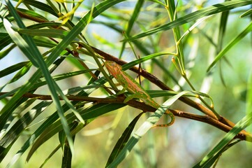 chameleon in tree
